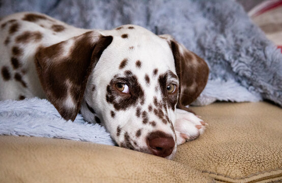 Pink the dalmatian