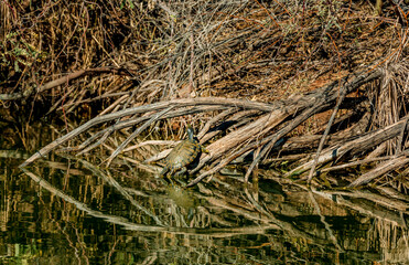 A Red Eared Slider turtle suns on branches at the lake shore - 718338715