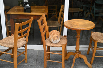 red cat lies on a chair in a Turkish teahouse 1