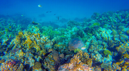 Fototapeta na wymiar coral reef with fish for banner background