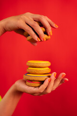 Woman hands with colorful icing on gingerbread cookies on red background. Homemade colored dessert for celebrations and gifts