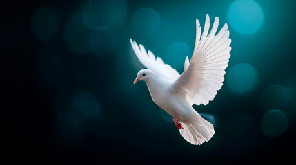Paloma blanca sobre fondo liso para utilizarlo como imagen de la paloma de la paz - obrazy, fototapety, plakaty