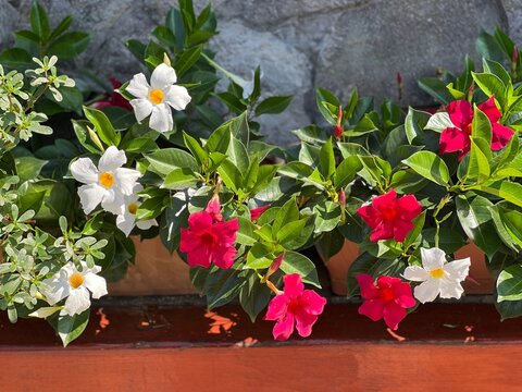 Mandevilla dipladenia ornamental plant pink white flowers. 