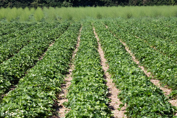 Fototapeta na wymiar rows of strawberries in field