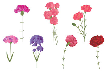 Set of beautiful carnations on white background