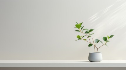  a potted plant sitting on top of a white shelf in front of a white wall with sunlight coming through the window.