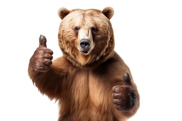 brown bear show thumb up sigh isolated on white background