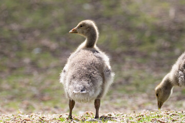 baby goose 