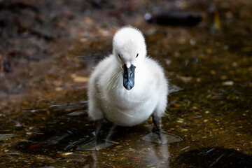 swan cygnet 