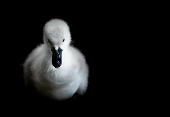 Fotobehang swan cygnet  © scott