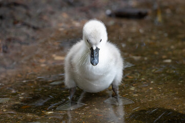 swan cygnet 