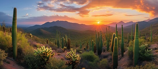 Beautiful cacti scattered all over the plateau with mountains in the background on a sunset view - obrazy, fototapety, plakaty