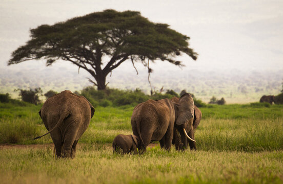 Fototapeta Afrykańskie słonie na sawannie Parku Narodowego Amboseli Kenia