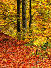 Naklejka na ściany i meble autumn forest scenery, autumn morning dawn, nature colorful background, Europe 