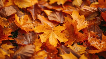 Naklejka na ściany i meble Close-up of autumn leafs in garden 