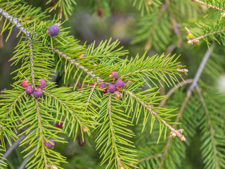 Fir branches with fresh shoots in spring.