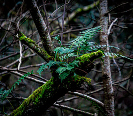 Fern growing on a tree