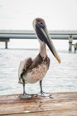 pelican on the pier