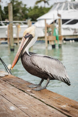 pelican on the beach