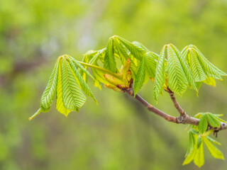 Green Chestnut Leaves in beautiful light. Spring season, spring colors.
