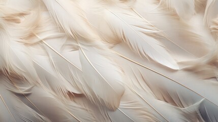  a close up of white feathers with a blurry background to the left and right of the image to the right of the center of the image.