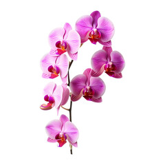 Fototapeta na wymiar Purple orchid isolated (Png) on transparent and white background