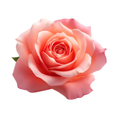 Pink rose isolated on white and transparent background