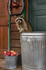 Raccoon (Procyon lotor) Looks Out From Atop Garbage Can with Bucket of Apples
