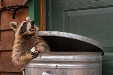 Raccoon (Procyon lotor) Sitting in Garbage Can With Marshmallow Looks Up