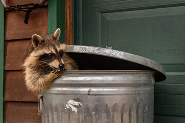 Raccoon (Procyon lotor) Sitting in Garbage Can Nibbles on Marshmallow