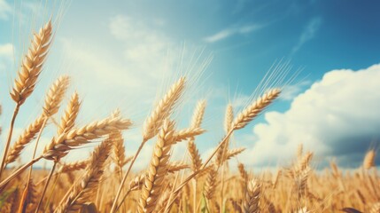 Fototapeta premium a field of wheat with a blue sky in the background and a few clouds in the sky in the background.