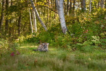 Cougar Kitten (Puma concolor) Walks Along Forest Trail Autumn