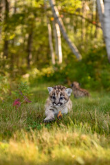 Cougar Kitten (Puma concolor) Steps Away From Sibling on Forest Trail Autumn