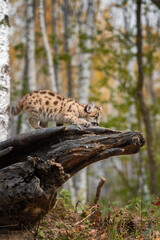 Cougar Kitten (Puma concolor) Crawls Out on Log Autumn