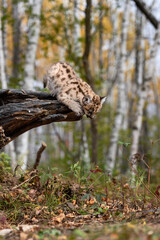 Cougar Kitten (Puma concolor) Looks Over Edge of Log to Ground Autumn