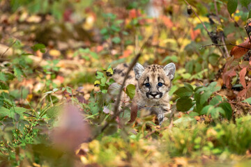 Cougar Kitten (Puma concolor) Looks Out Between Weeds on Ground Autumn
