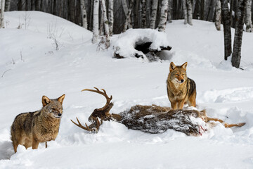 Coyotes (Canis latrans) Stand Near Deer Carcass Winter