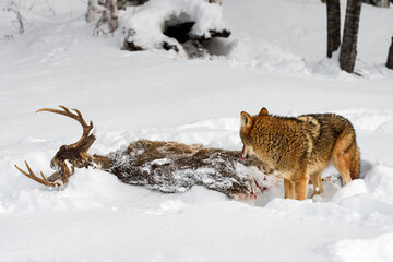 Coyote (Canis latrans) Looks at Deer Carcass and Licks Face Winter