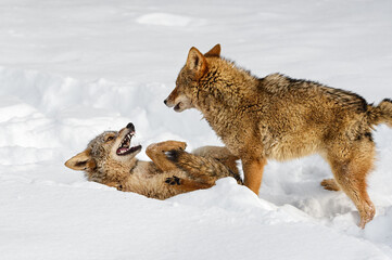 Coyote (Canis latrans) Stands Over Packmate Baring Teeth Winter
