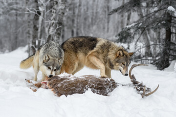 Grey Wolves (Canis lupus) Investigate Deer Carcass Winter