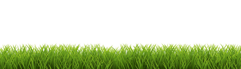 Green Grass Border Isolated White Background