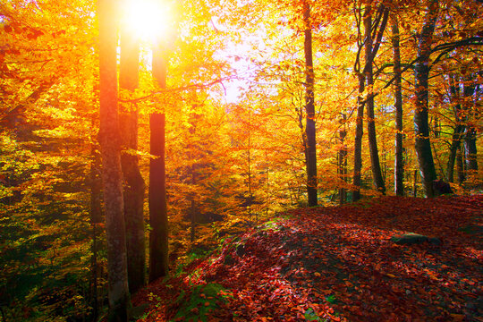 autumn forest scenery, autumn morning dawn, nature colorful background, Europe	