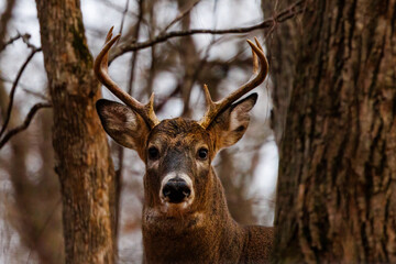 Close up of a whitetail buck deer (Odocoileus virginianus) standing in a forest during fall