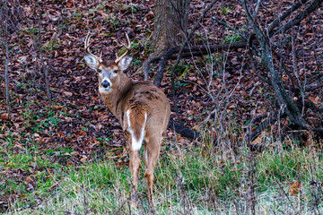 Whitetail buck deer (Odocoileus virginianus) standing in a forest during fall