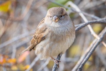 Sparrow sits on a branch without leaves.