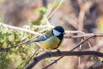 Cute bird Great tit, songbird sitting on the branch with blurred background