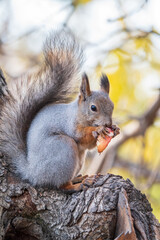 The squirrel with nut sits on tree in the autumn. Eurasian red squirrel, Sciurus vulgaris.