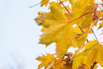 Maple branches with yellow leaves in autumn, in the light of sunset.