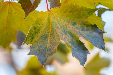 Maple branches with yellow leaves in autumn, in the light of sunset.