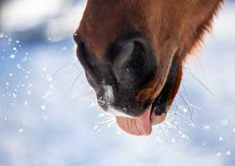 horse's muzzle in winter in the snow. nostrils tongue close up. horses in winter